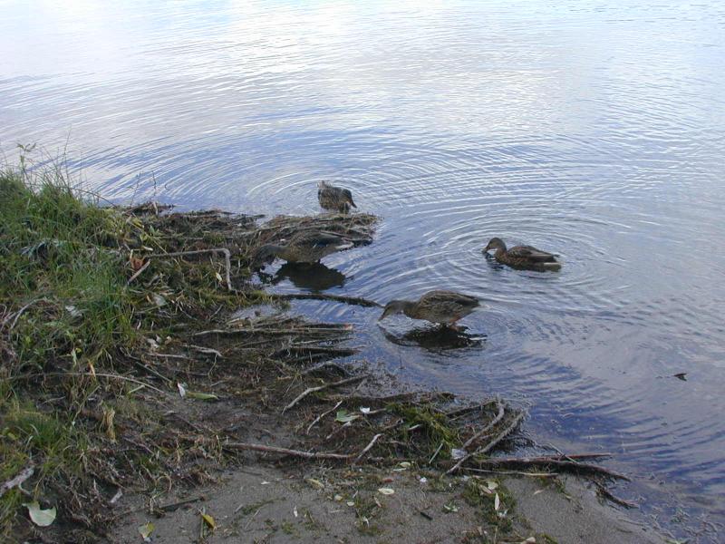 450_p4484.jpg