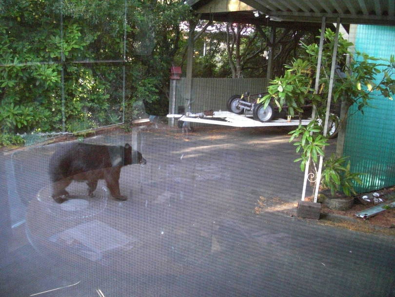 Bear