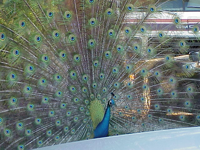 At my house