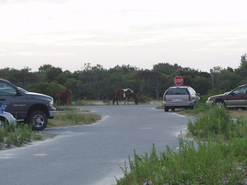 1010_p11374.jpg