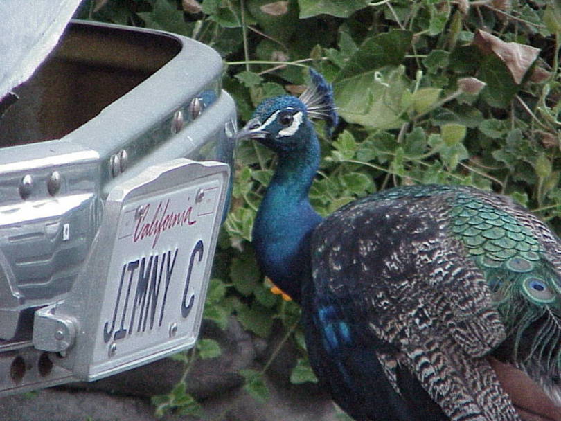 Why peacocks love GMCs