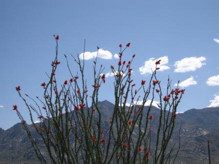 Ocotillo blooming