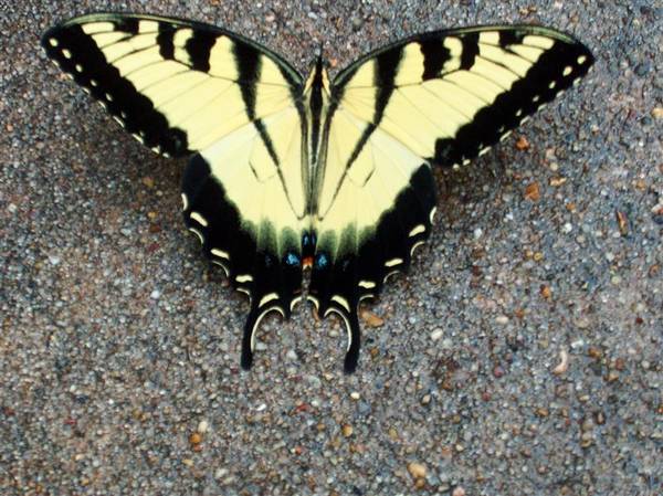 Butterfly