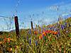 Gorman_Wild_Flowers_29.jpg