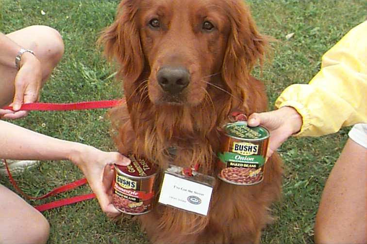 Bush Beans Duke (Jasper)