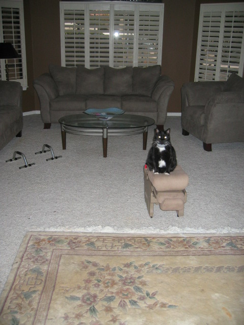 Goober won't leave his new perch