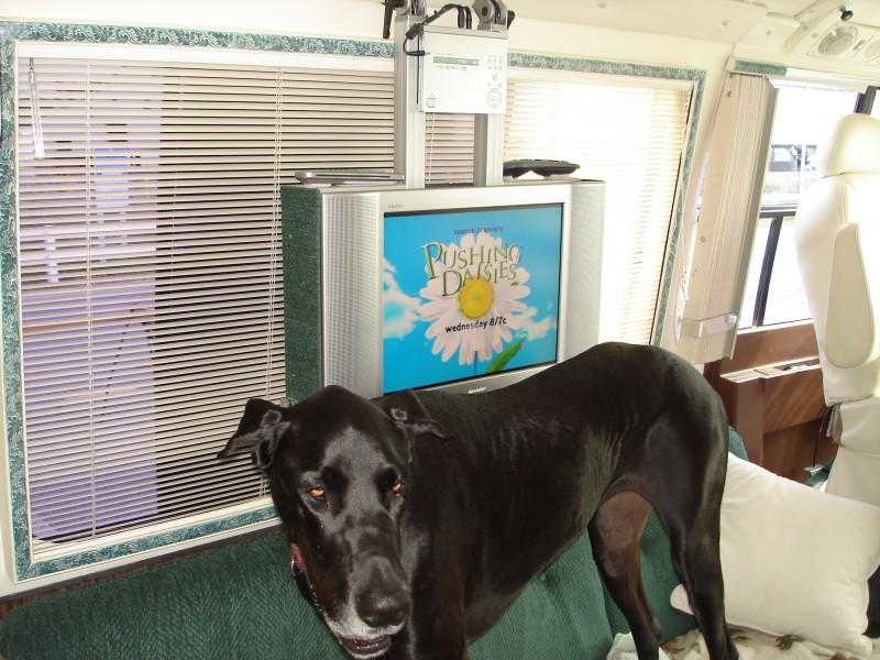 50_Marmaduke_Just_Wants_The_Flatscreen_Put_back_On_The_Ceiling_So_He_Can_Sl