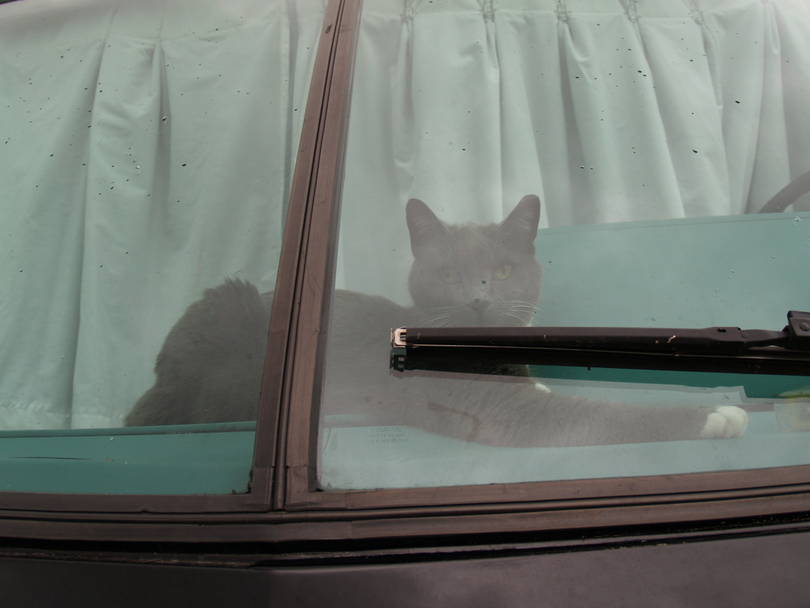 Carpathian Attack Cat