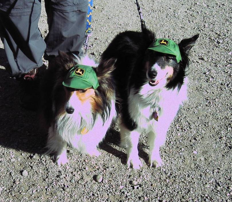 John Deere dogs