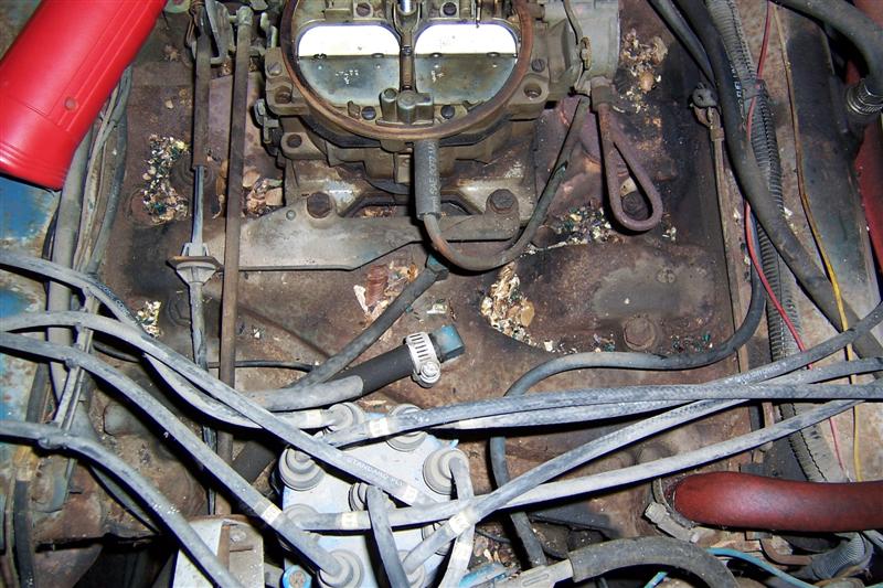 Engine comp critter evidence