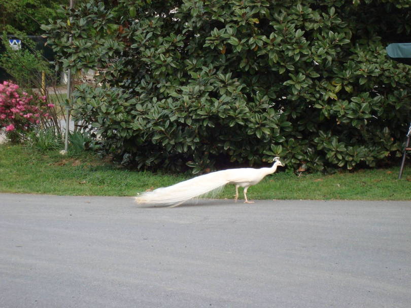 DSC008321