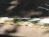 Pict1284.JPG