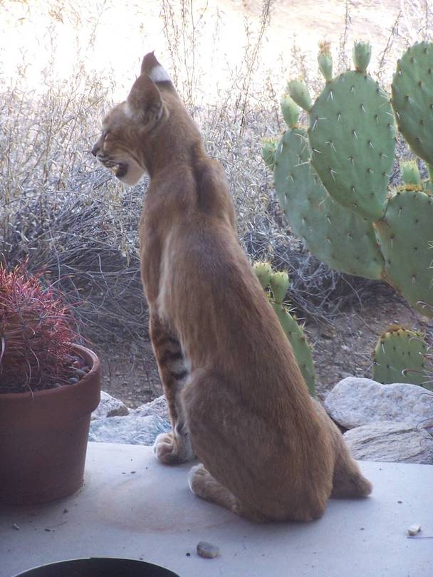 Bobcat on Back Patio