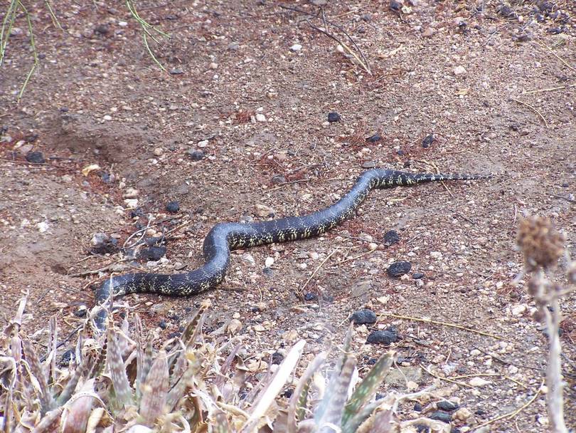 King Snake that was in Front of the GMC When I was Working on the Brakes