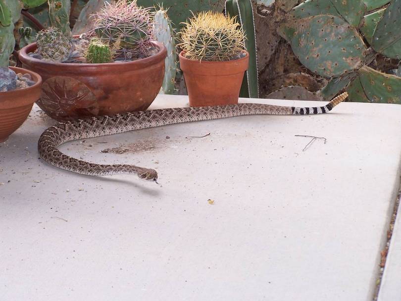 Diamondback (or maybe Mojave) on back Patio
