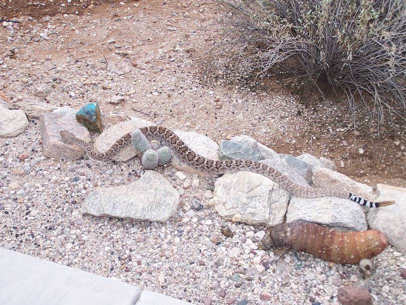 Diamondback (Mojave?) off Patio.