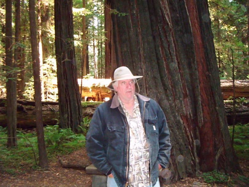 Redwood Forest