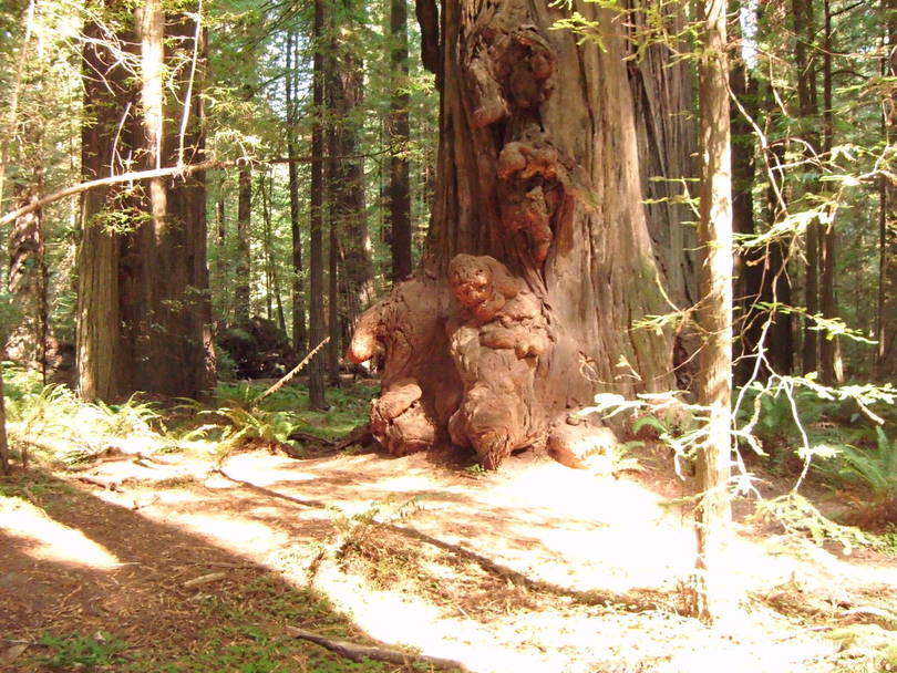 Redwood Forest