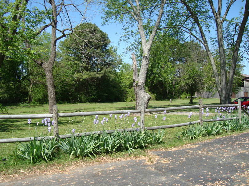 more flowers
