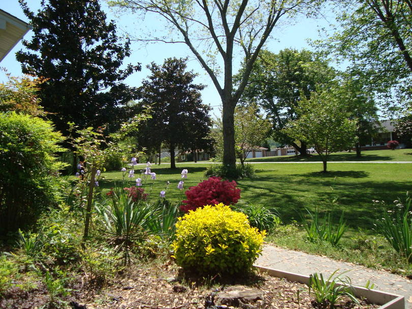 more flowers