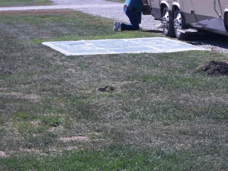 These little critters everywhere.