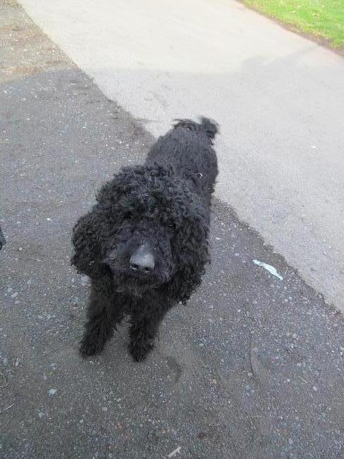 The gaurd dog.