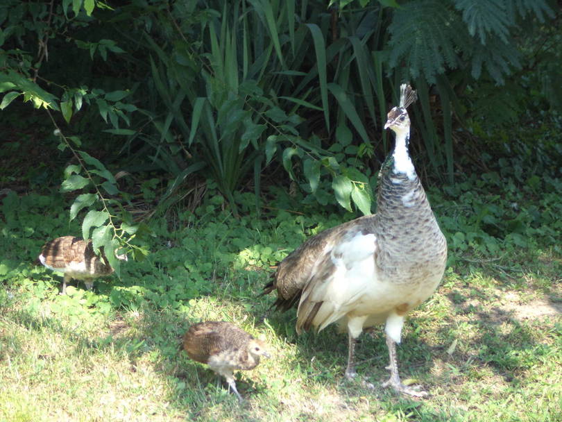 Noise maker &amp; babies