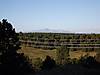 morning_pikes_peak.JPG