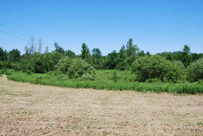 Barn Will go in Clearing Between Tall Bushes