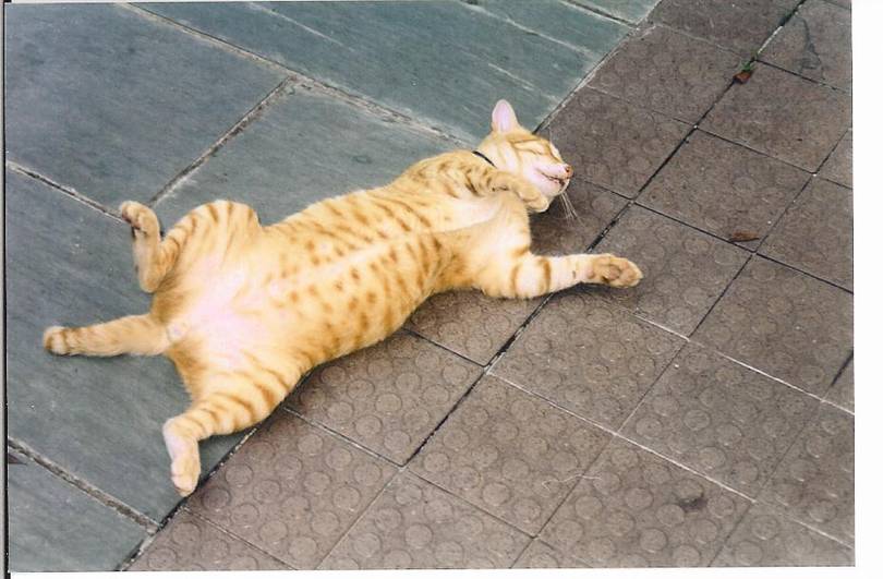 Why Stumpy is called Stumpy
