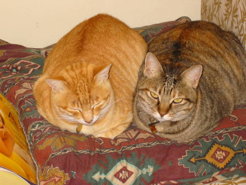 Our Kids - Stumpy (ginger color) &amp; Shadow