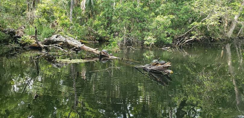 Turtles on a log