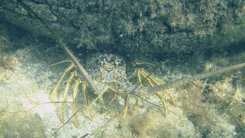 Another One of the Locals