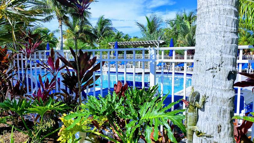 The Pool Area and One of the Locals