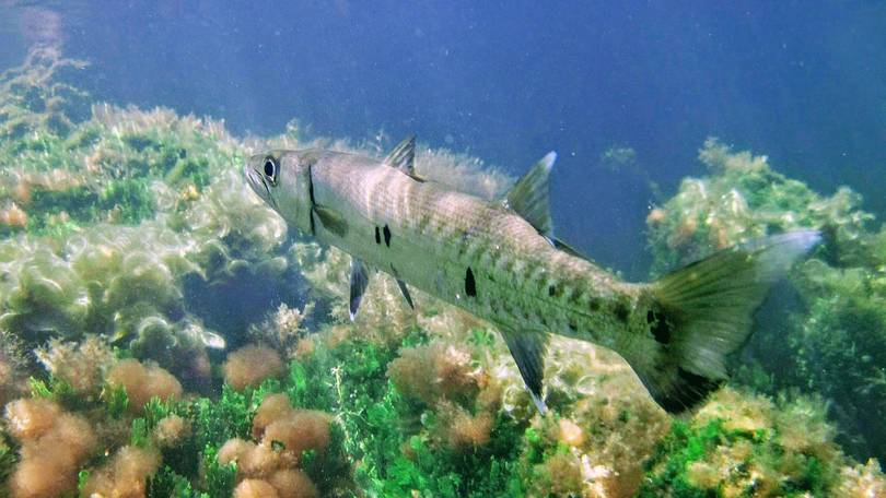 Swimming with the Locals